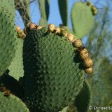 Opuntia spinulifera fr. Enrique Sanchez Gullon 2.JPG